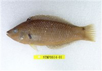 藏品(黑腕海豬魚)的圖片